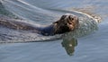 Swimming seal. Cape fur seal (Arctocephalus pusilus). Royalty Free Stock Photo