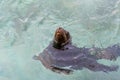 Swimming seal in a clean aquarium Royalty Free Stock Photo