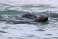 Swimming Seals Royalty Free Stock Photo