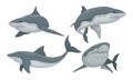 Swimming Shark Set, Predatory Sea Creature in Various Poses Vector Illustration