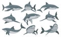 Swimming shark set, sea animal fish vector Illustration on a white background