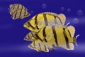 Swimming siamese tigerfish