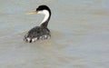 Swimming Solitary Clark`s Grebe Royalty Free Stock Photo