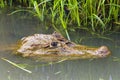 Swimming spectacled caiman - Caiman crocodilus Royalty Free Stock Photo