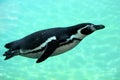 Swimming spheniscuc humboldti penguin