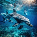 Swimming Spinner dolphins in the