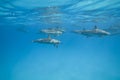 Swimming Spinner dolphins in the wild. Royalty Free Stock Photo