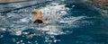 Swimming sports athlete swimmer swims in the pool, preparing for the race. Professional men& x27;s water sports for adults Royalty Free Stock Photo