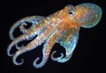 A Swimming Squid Featuring Translucent Tentacles and Spots on a Black Background Royalty Free Stock Photo
