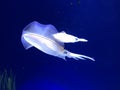 Swimming squid in the sea Royalty Free Stock Photo