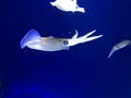 Swimming squid in the sea Royalty Free Stock Photo