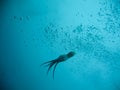 Swimming squid Royalty Free Stock Photo