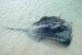 Swimming with the Sting Rays Royalty Free Stock Photo