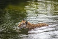 Swimming Sumatran Tiger Royalty Free Stock Photo