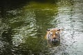 Swimming Sumatran Tiger Royalty Free Stock Photo