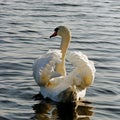 Swimming swan.