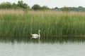 Swimming swan