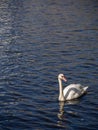 Swimming swan at Alster Lake at sunny day in Hamburg, Germany.