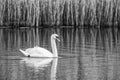 Swimming Swan In Black And White