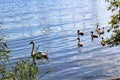 A swimming swan family in Ryssviken