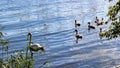 A swimming swan family in Ryssviken