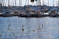 A swimming swan family in Ryssviken