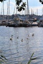 A swimming swan family in Ryssviken