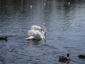 Swimming swan