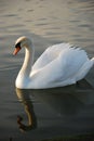 Swimming swan on the lake