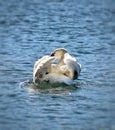 Swimming Swan on the lights