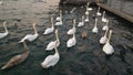 Swimming swan Royalty Free Stock Photo