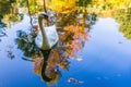 Swimming Swan Royalty Free Stock Photo