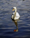Swimming Swan reflections Royalty Free Stock Photo
