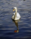 Swimming Swan reflections Royalty Free Stock Photo
