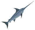 Swimming swordfish. Cartoon fish icon. Underwater animal