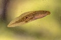 Swimming Tadpole of Phelophylax frog with green background Royalty Free Stock Photo