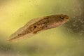 Swimming Tadpole of Phelophylax frog