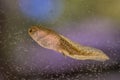 Swimming Tadpole of Phelophylax frog Royalty Free Stock Photo