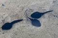 Swimming tadpoles in a pond Royalty Free Stock Photo