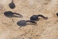 Swimming tadpoles in a pool Royalty Free Stock Photo