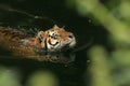 Swimming Tiger Royalty Free Stock Photo