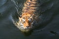 Swimming Tiger