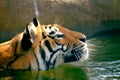 Swimming tiger Royalty Free Stock Photo