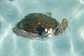 Swimming tortoise Royalty Free Stock Photo