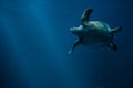 Swimming sea turtle underwater Royalty Free Stock Photo