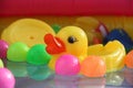 Swimming Toy Duck Royalty Free Stock Photo