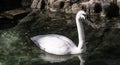Swimming Trumpeter Swan at Zoo