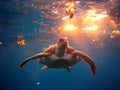 Swimming turtle