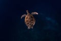 Swimming turtle with a beautiful shell on deep blue ocean Royalty Free Stock Photo