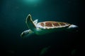 swimming turtle in dark ocean water sea Royalty Free Stock Photo